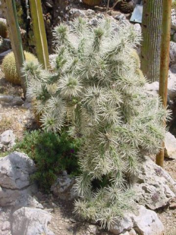Cylindropuntia_rosea
